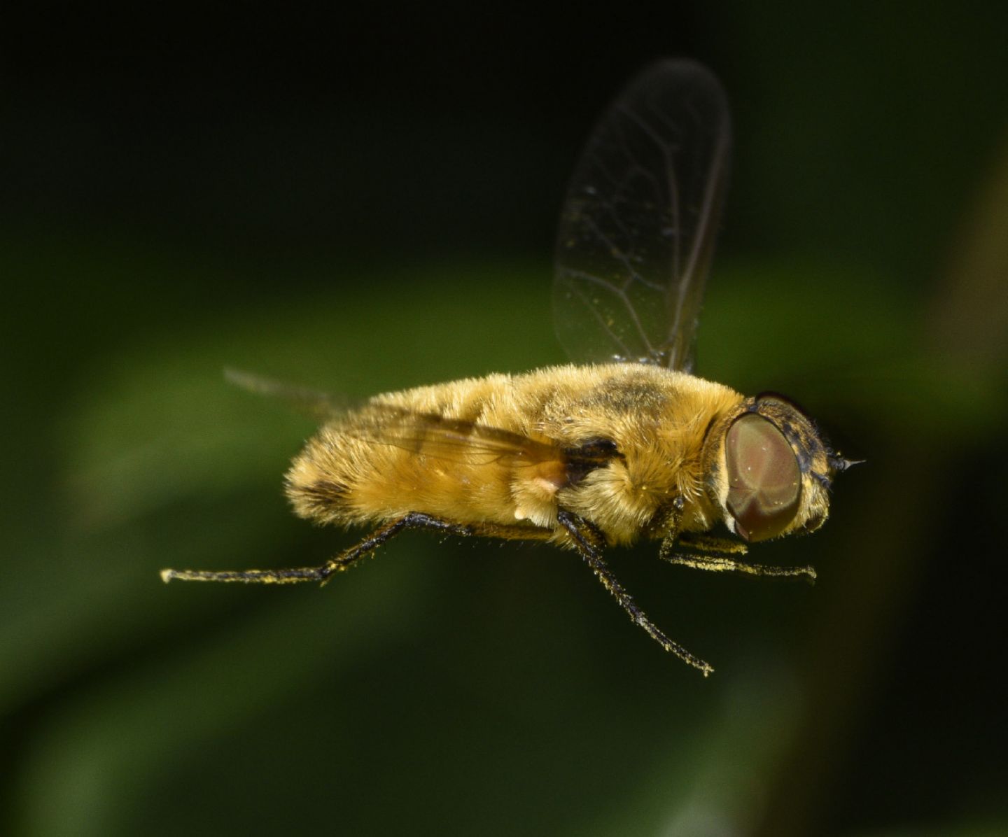 Bombyliidae: Villa sp.